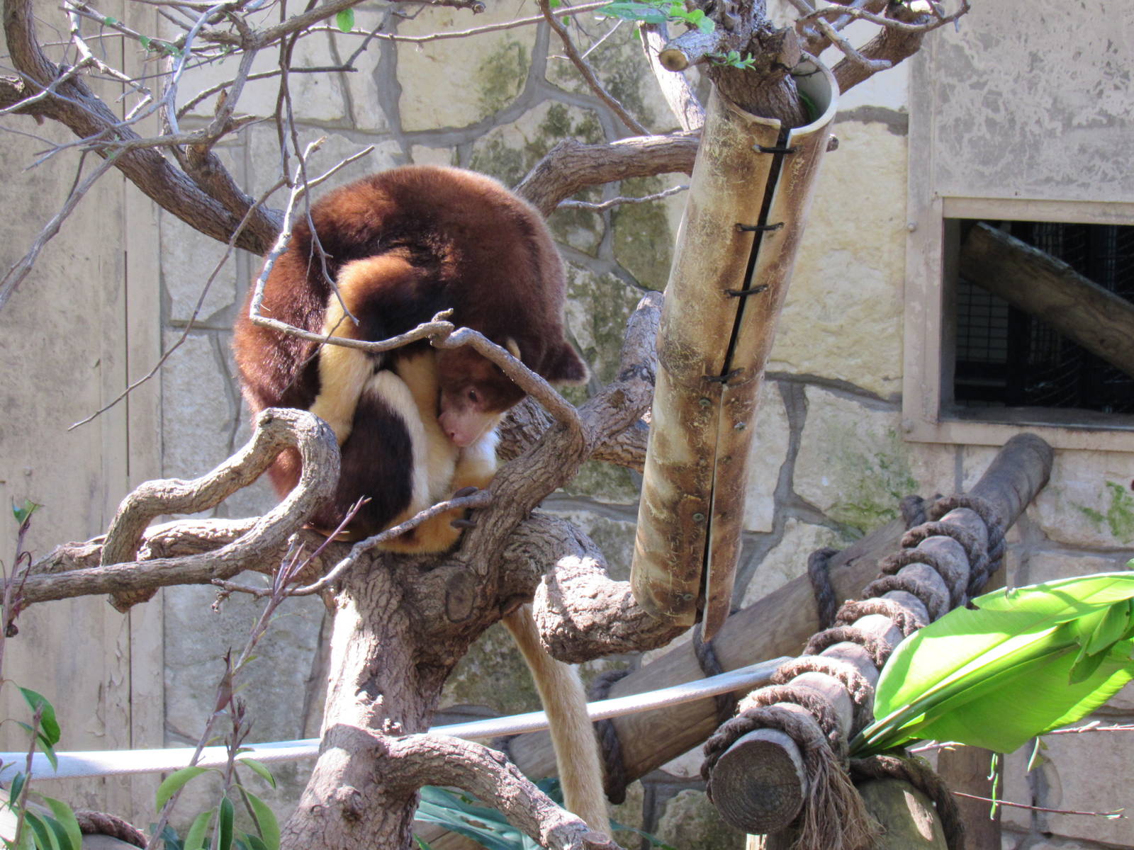 Mastchie's Tree Kangaroo