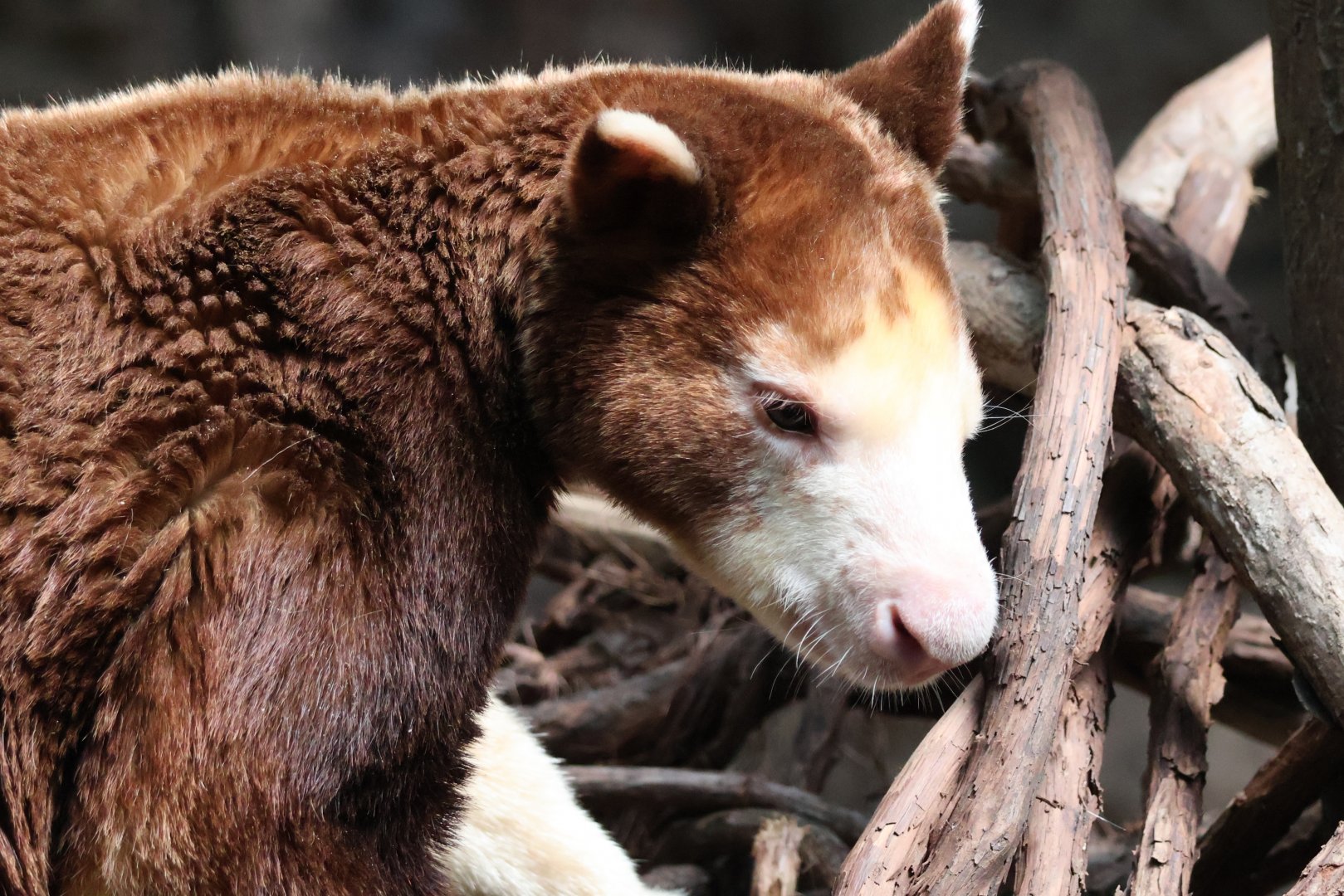 Mastchie's Tree Kangaroo