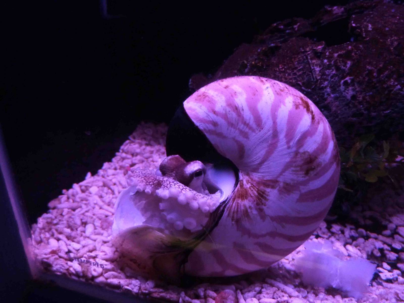 Master of disguise, May 2013.