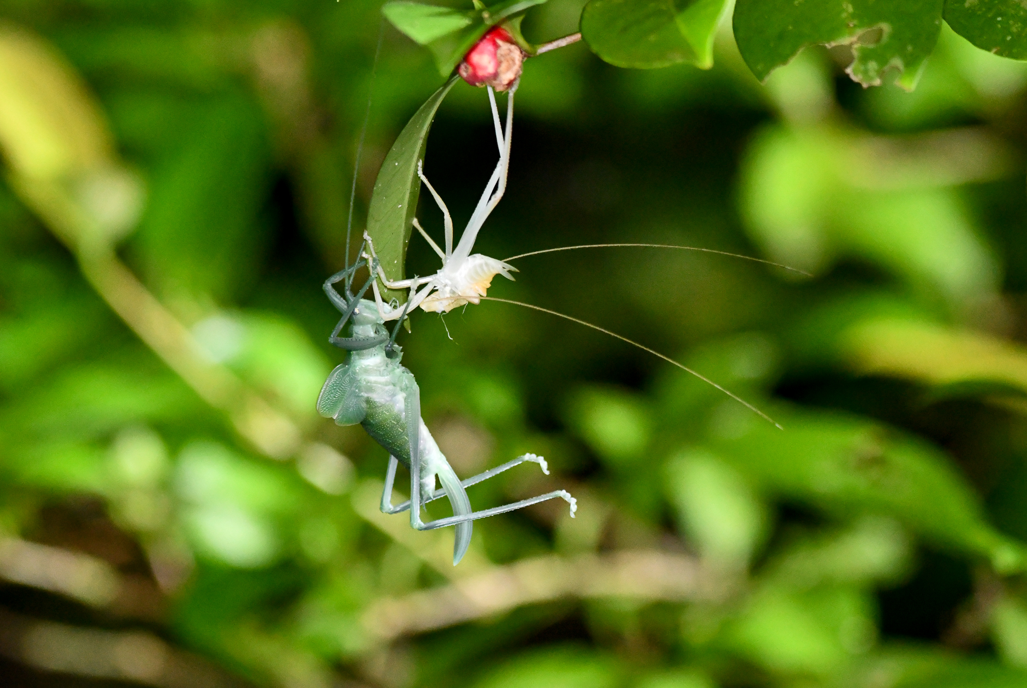 Mastighaphoides tuberculatus