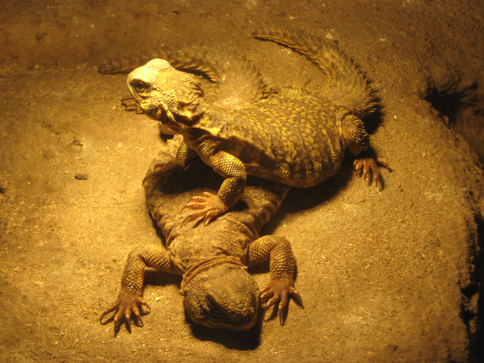mastigures (Uromastyx sp)