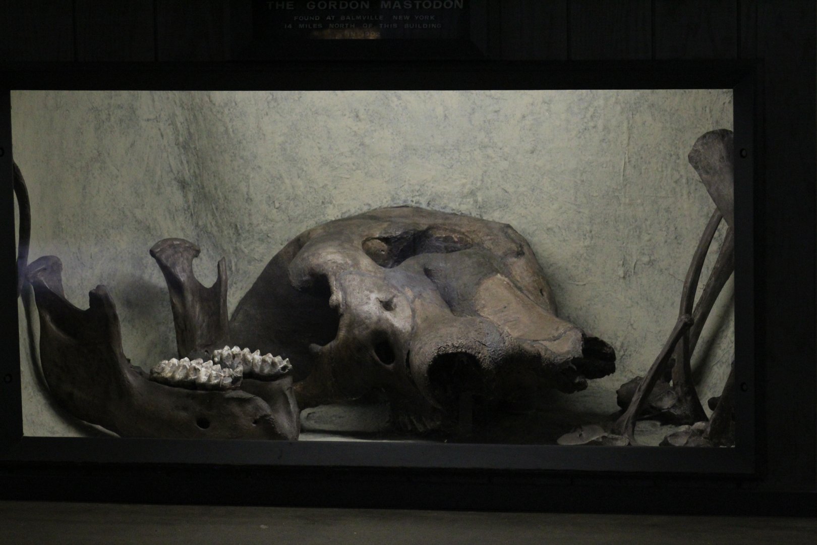 Mastodon Fossils