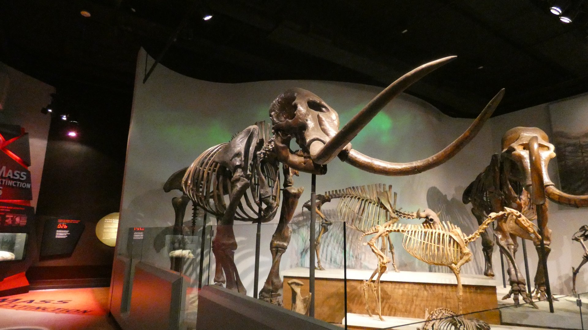Mastodon, Mammals of the Ice Age, Evolving Planet - Feb. 2022