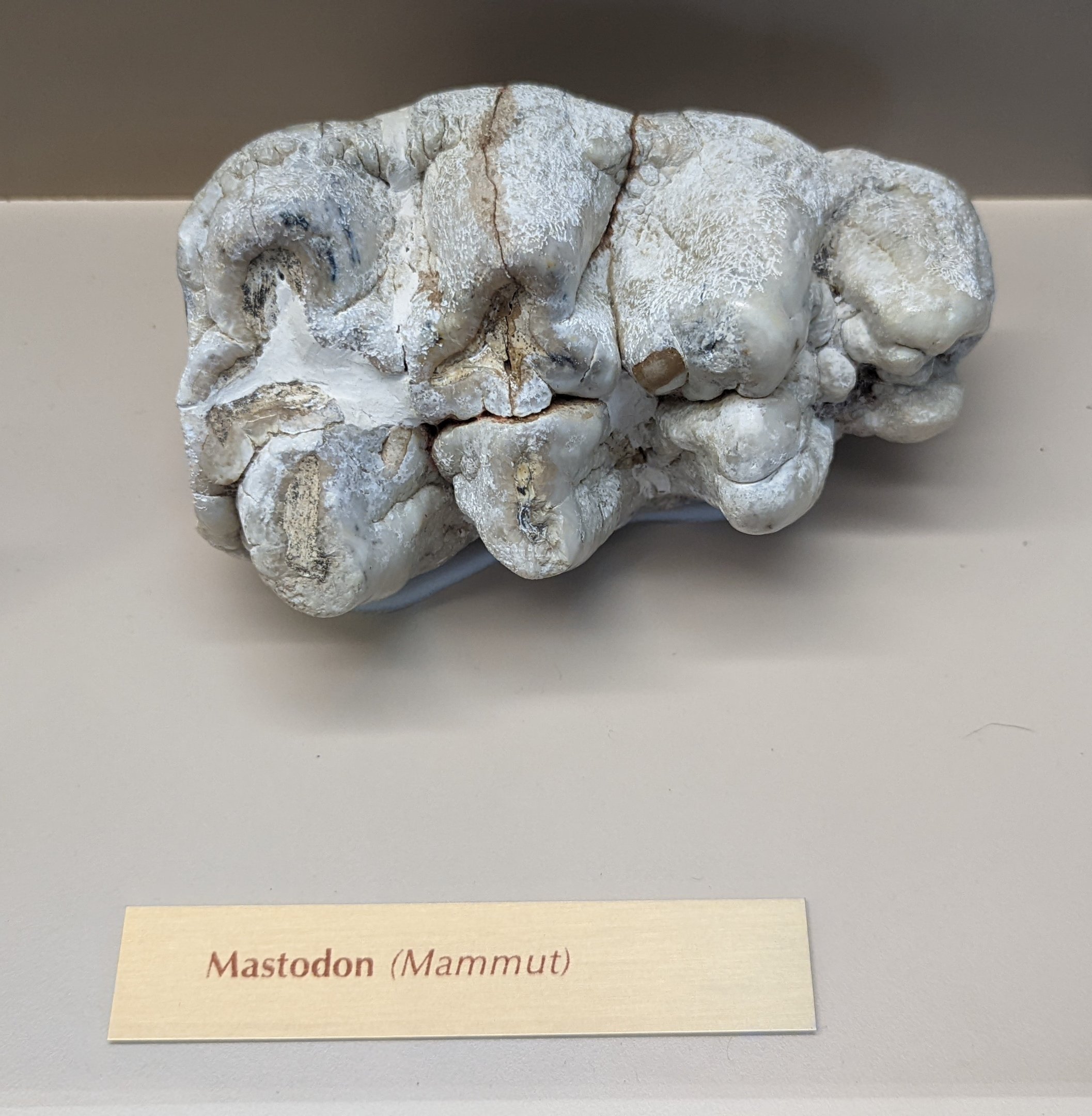 Mastodon (Mammut sp.) Molar