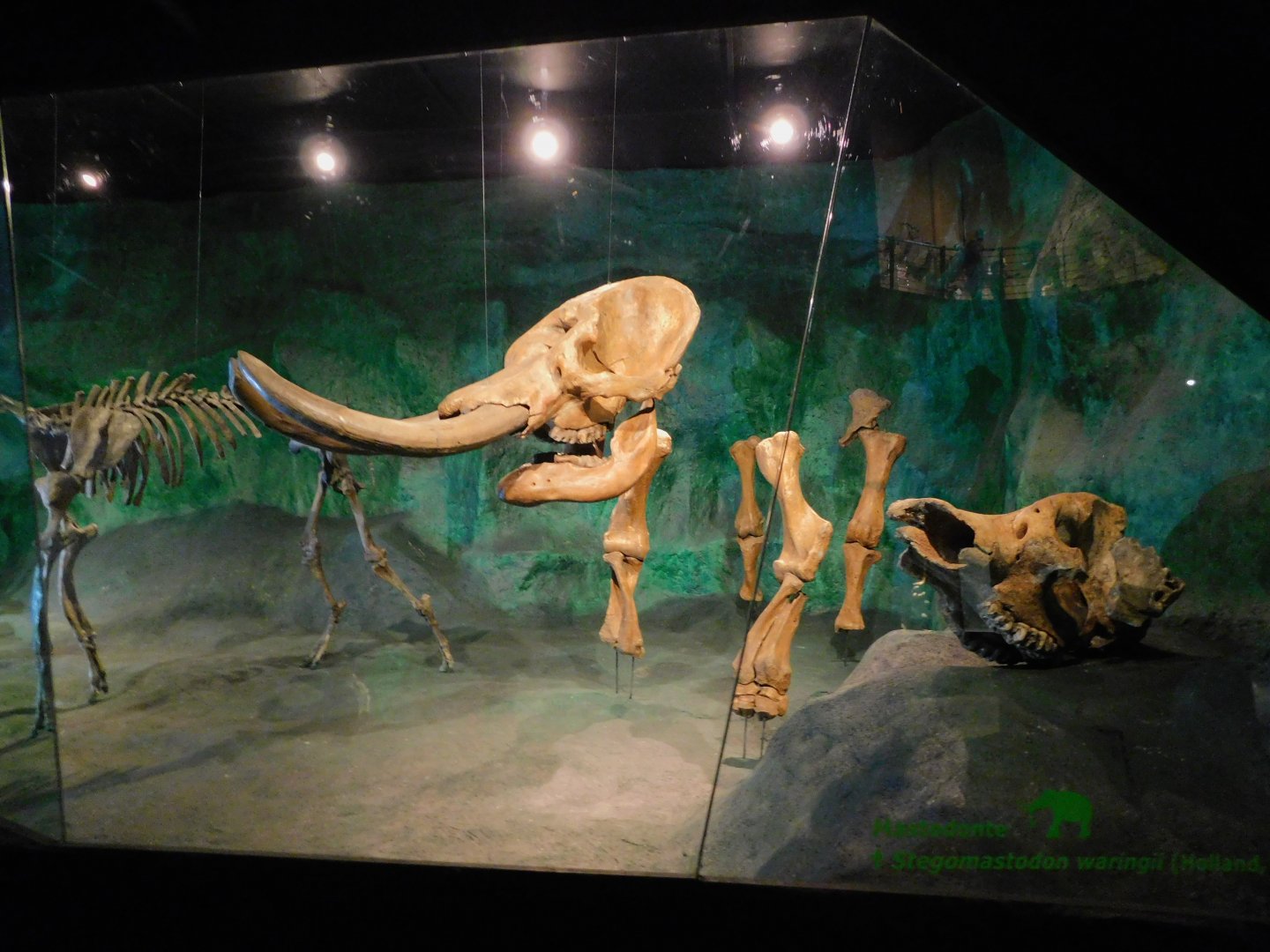 Mastodon - Museum of PUC Minas - Brazil