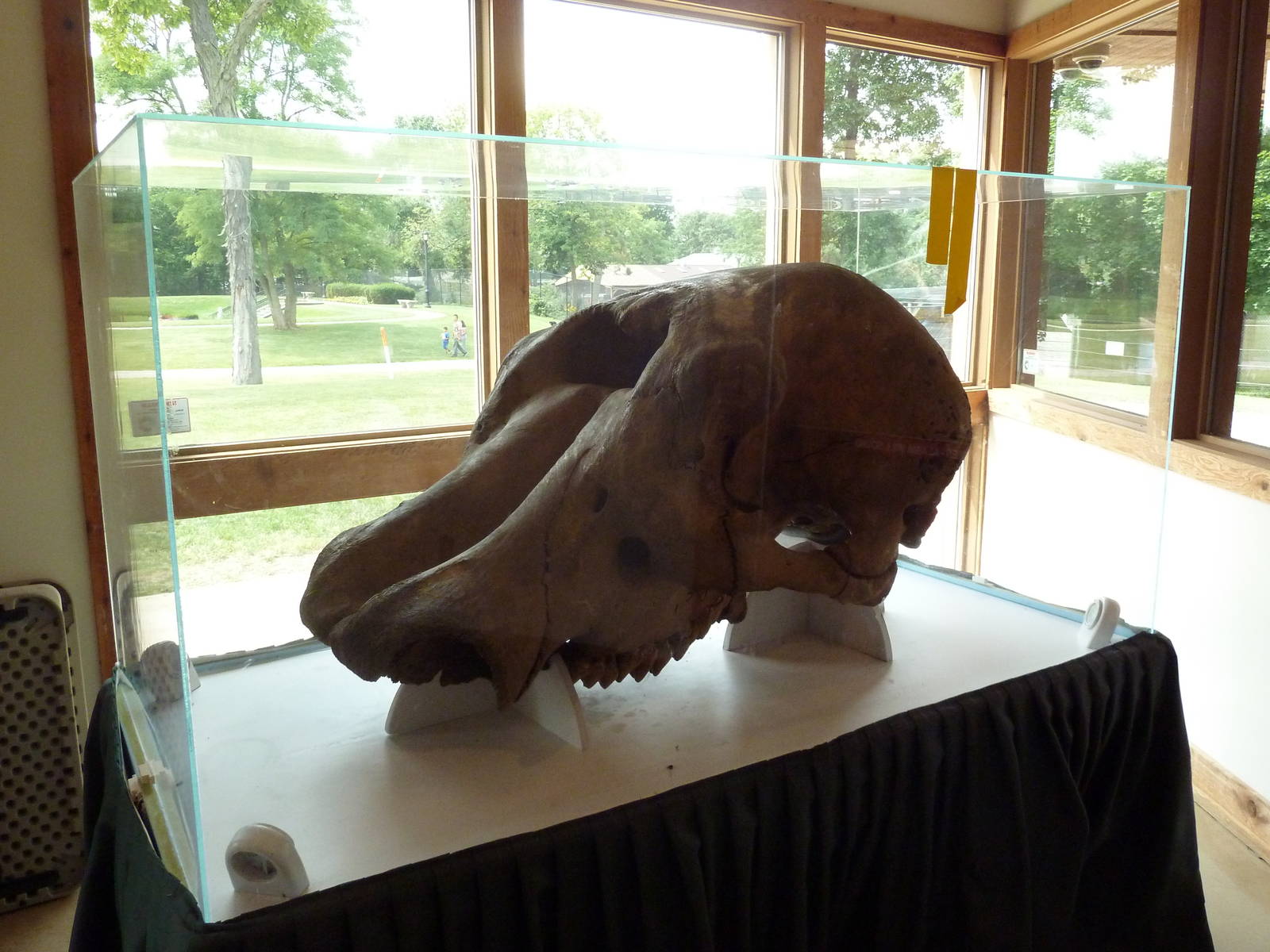 Mastodon Skull