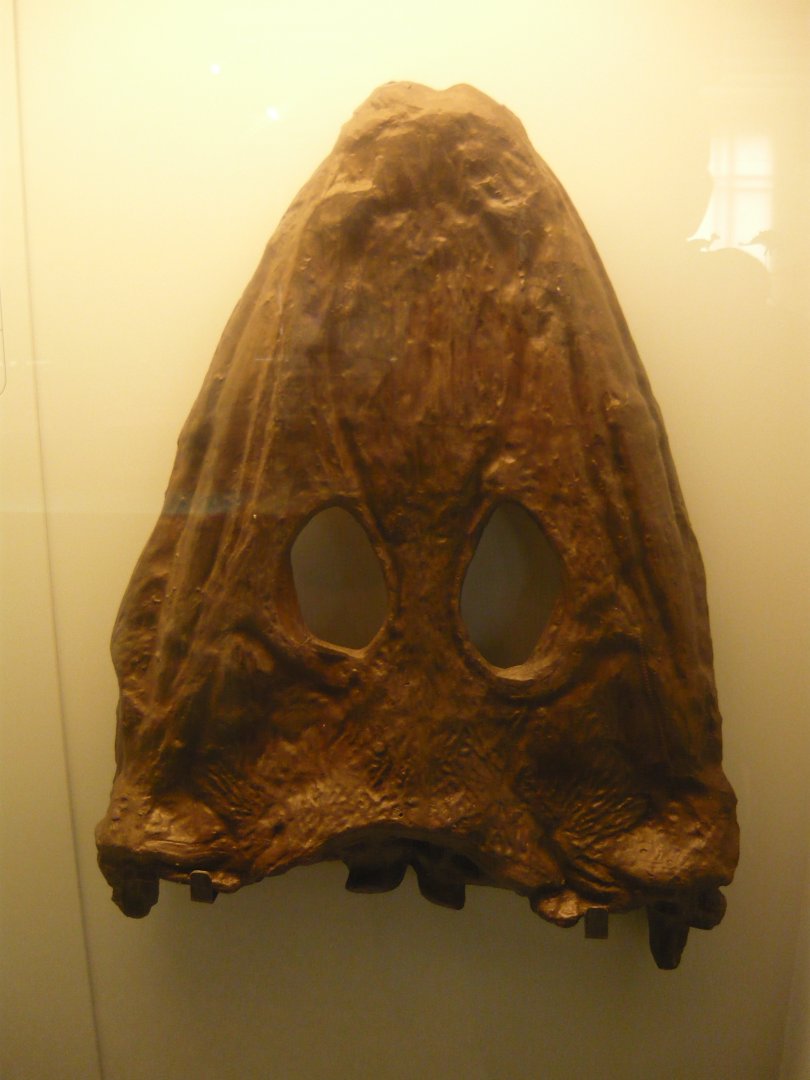 Mastodonsaurus giganteus skull (cast)