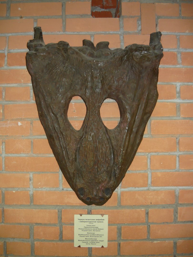 Mastodonsaurus giganteus skull (cast)