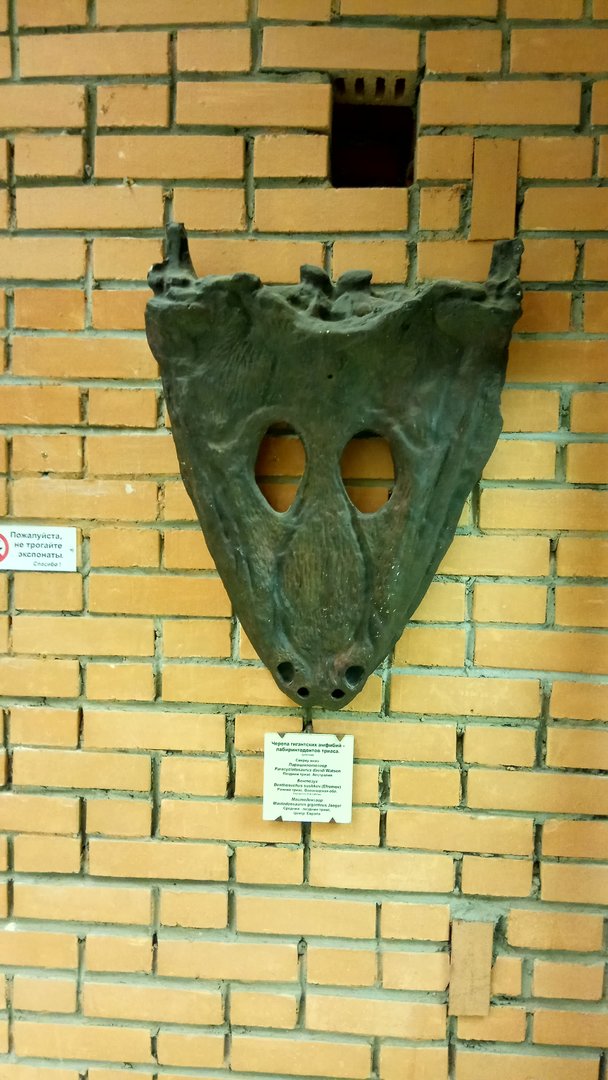 Mastodonsaurus giganteus skull (cast)