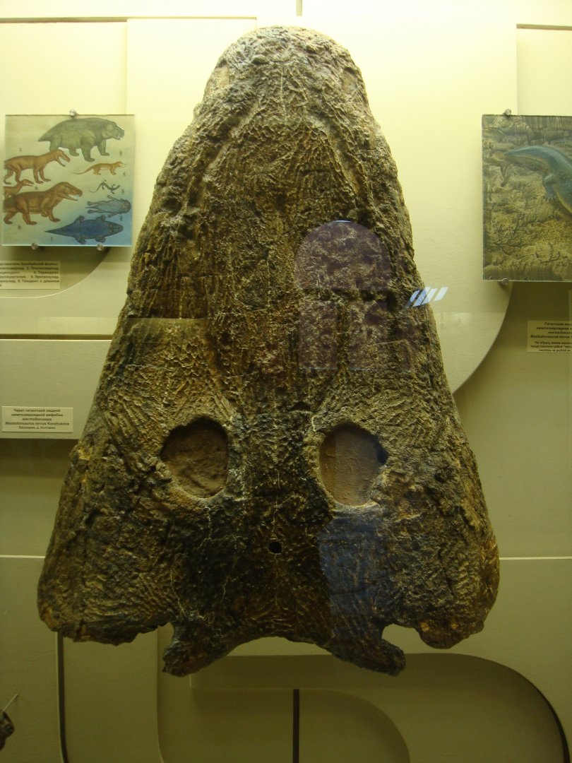 Mastodonsaurus torvus skull