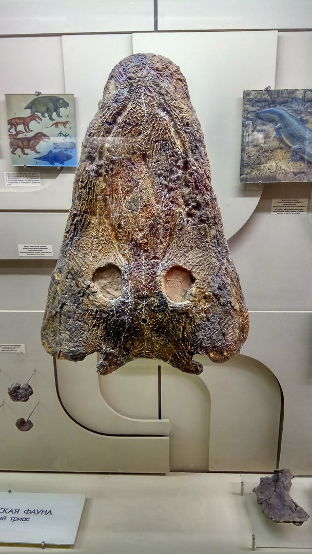 Mastodonsaurus torvus skull