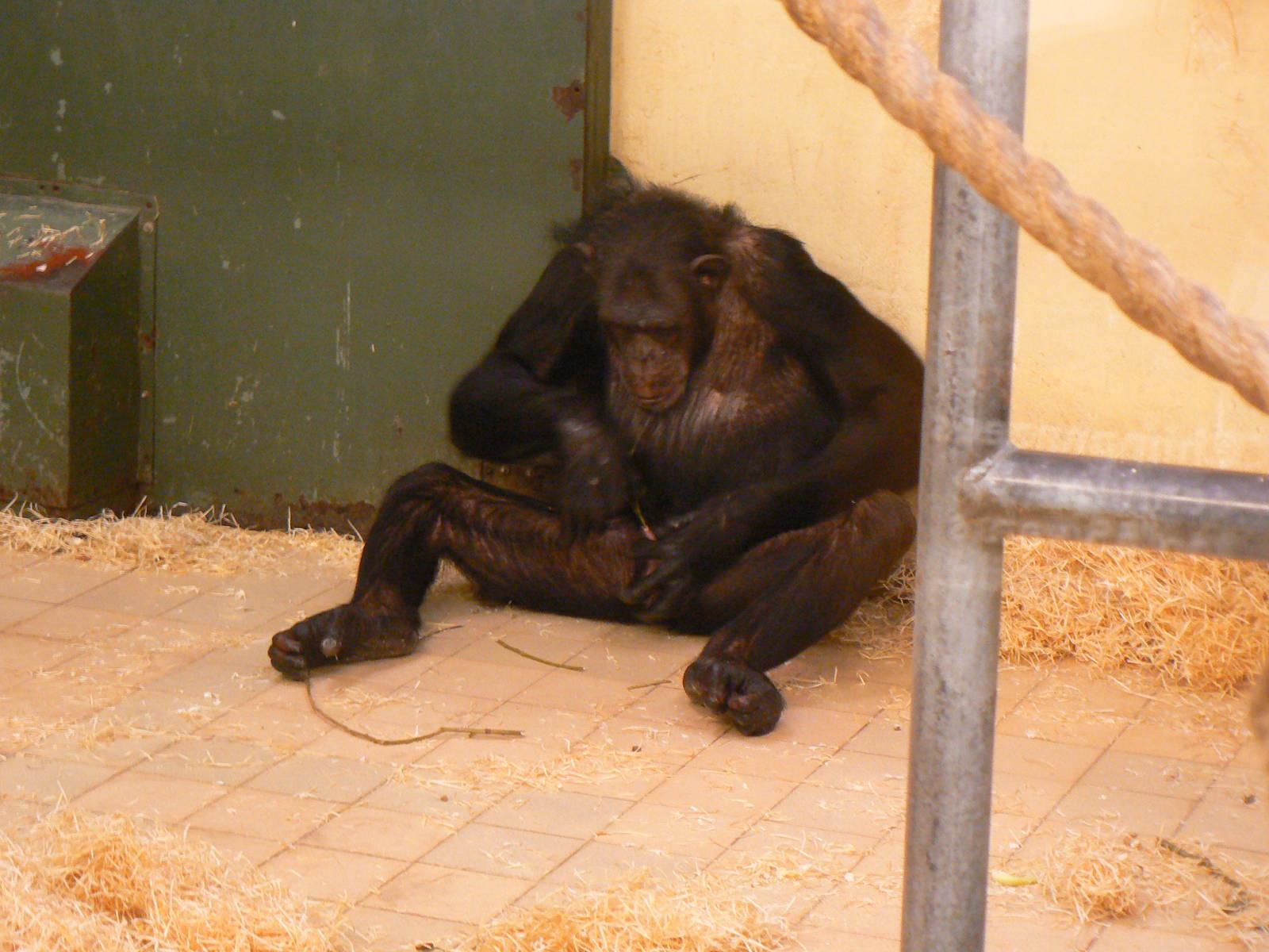 Masturbation In Chimpanzees- 17 October 2015