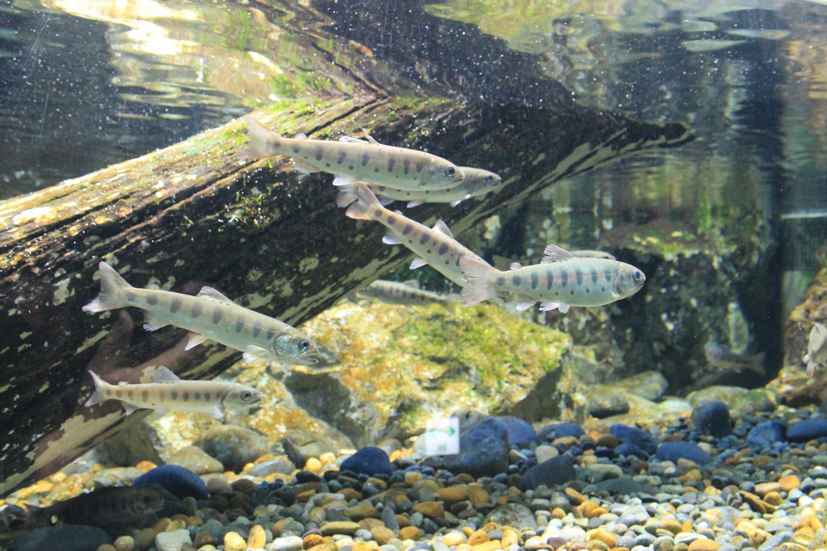 Masu Salmon (Oncorhynchus masou)