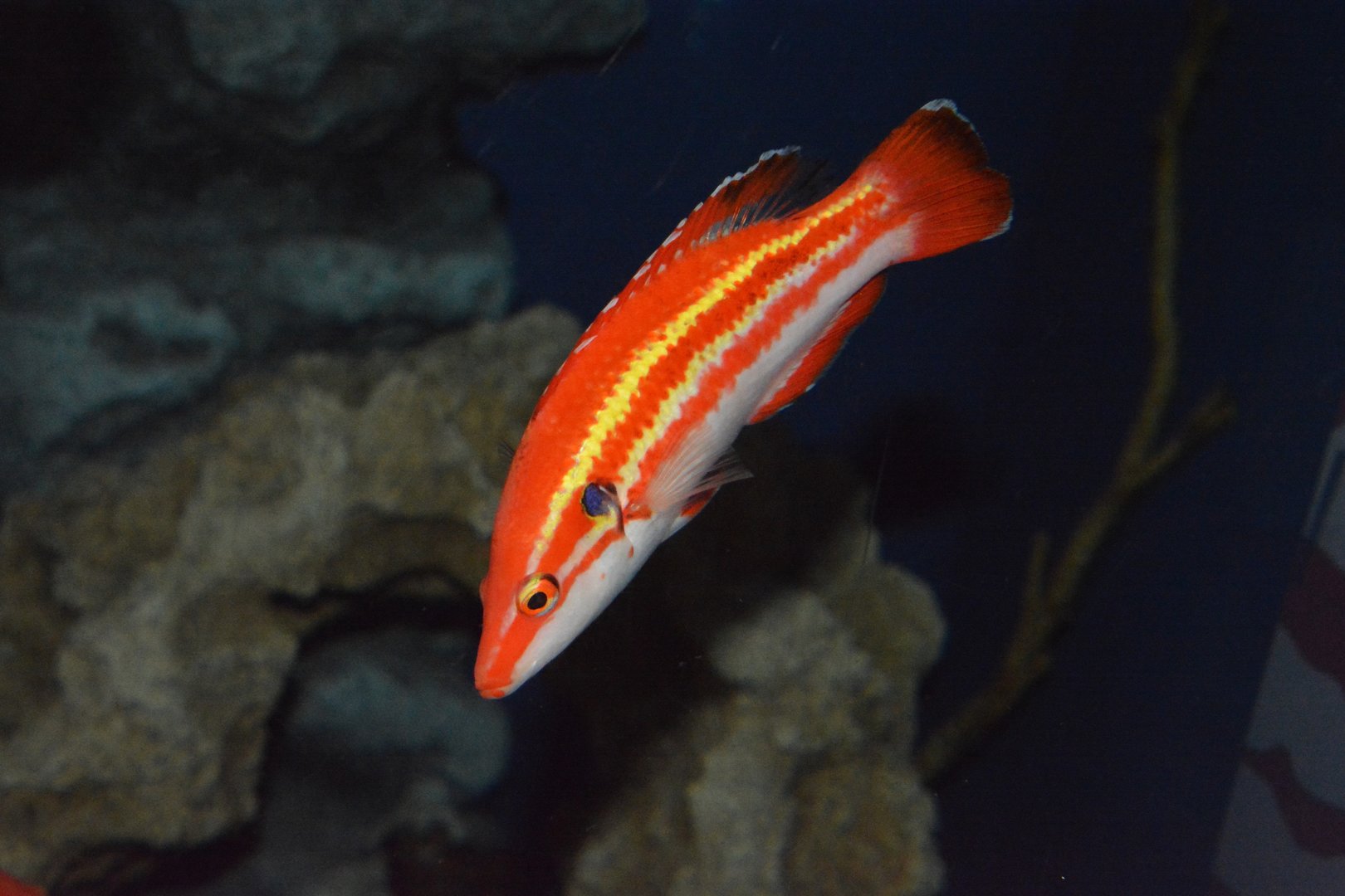 Masuda's hogfish (Bodianus masudai)