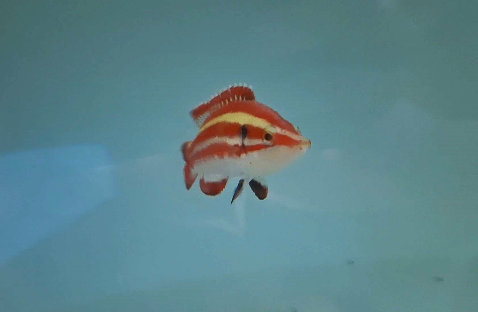 Masuda's Hogfish (Bodianus masudai)