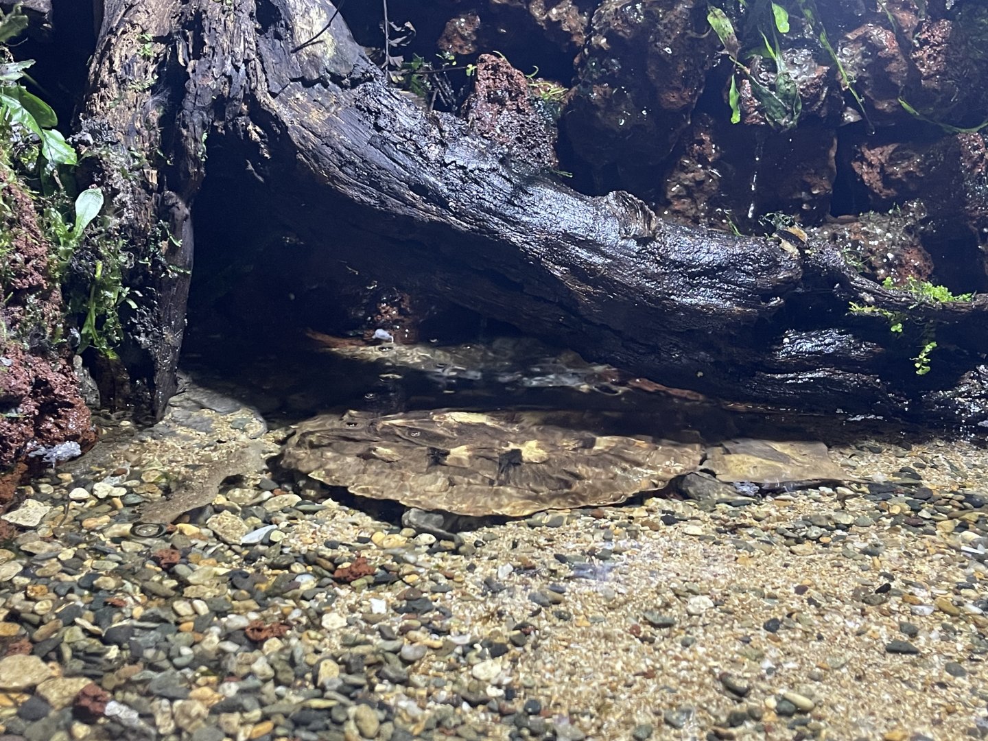 mata-mata (chelus fimbriata) (1) - BX Sea