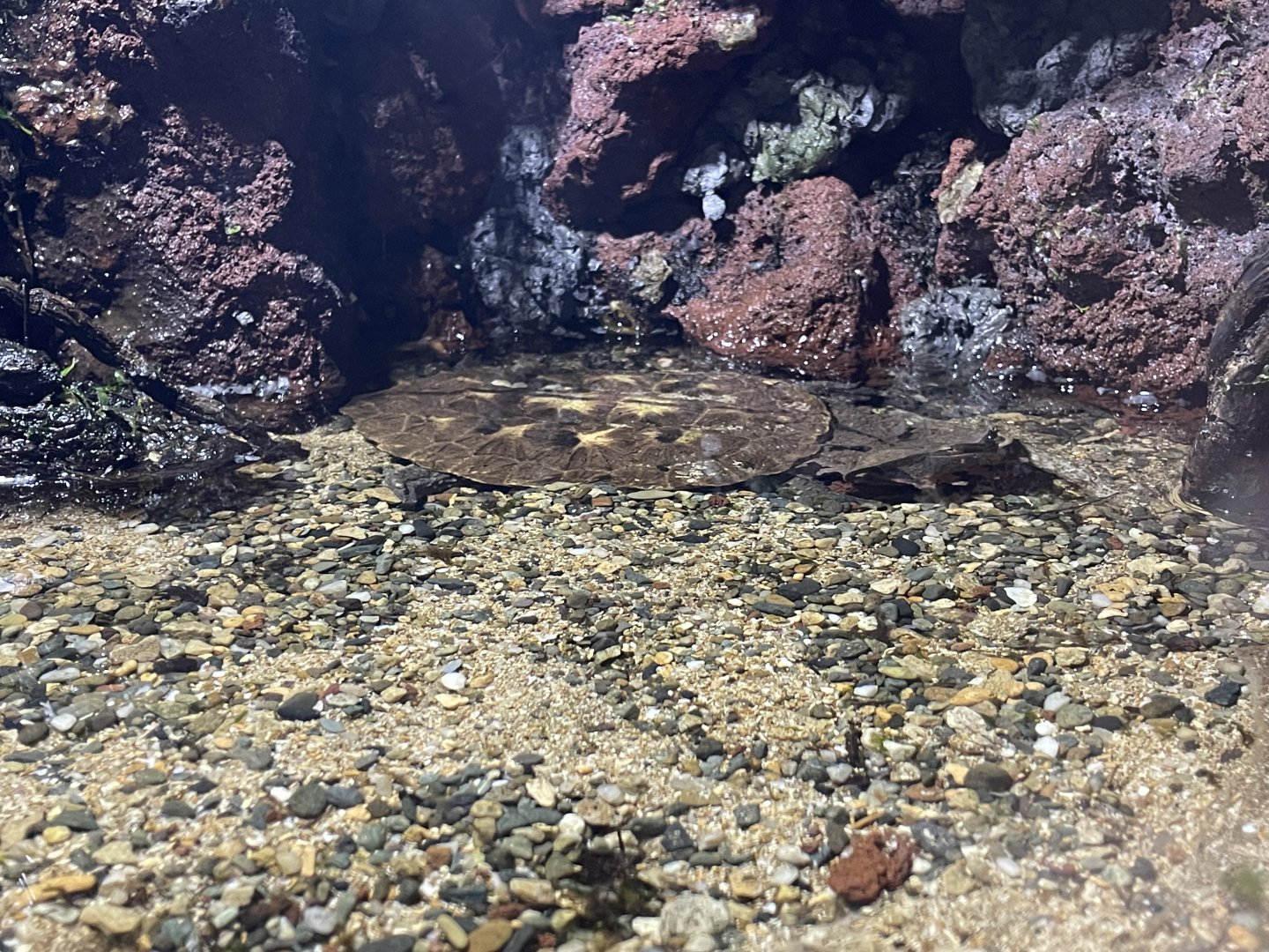 mata-mata (chelus fimbriata) (2) - BX Sea