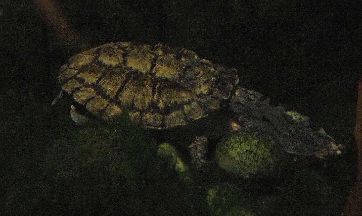 Mata-Mata (Chelus fimbriata), 2021-09-03