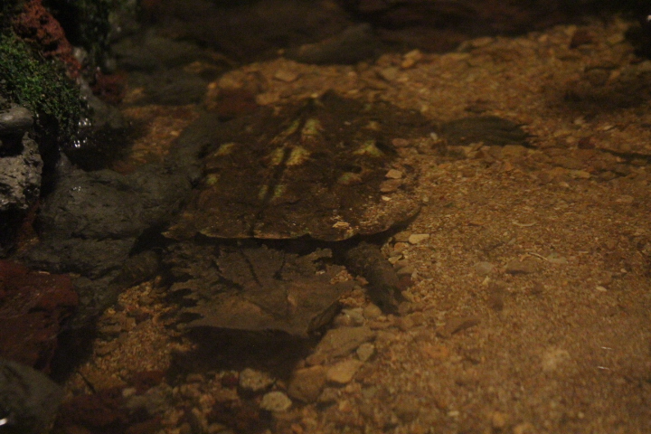 Mata mata (Chelus fimbriata) - BXSea