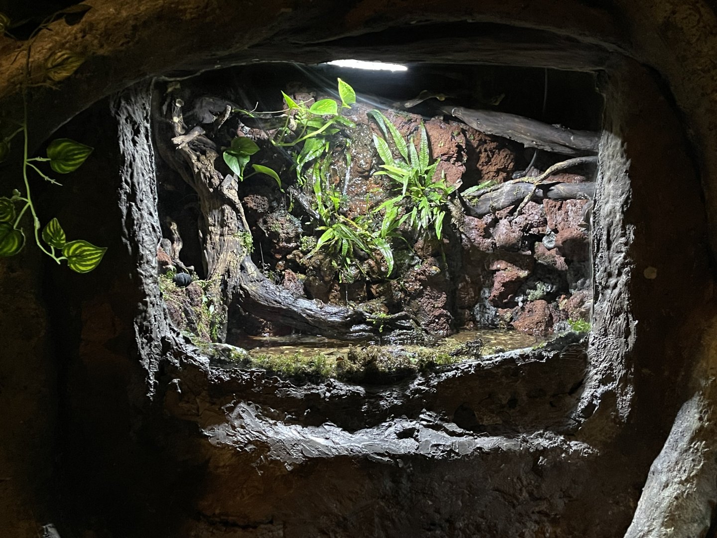 mata-mata (chelus fimbriata) exhibit - BX Sea