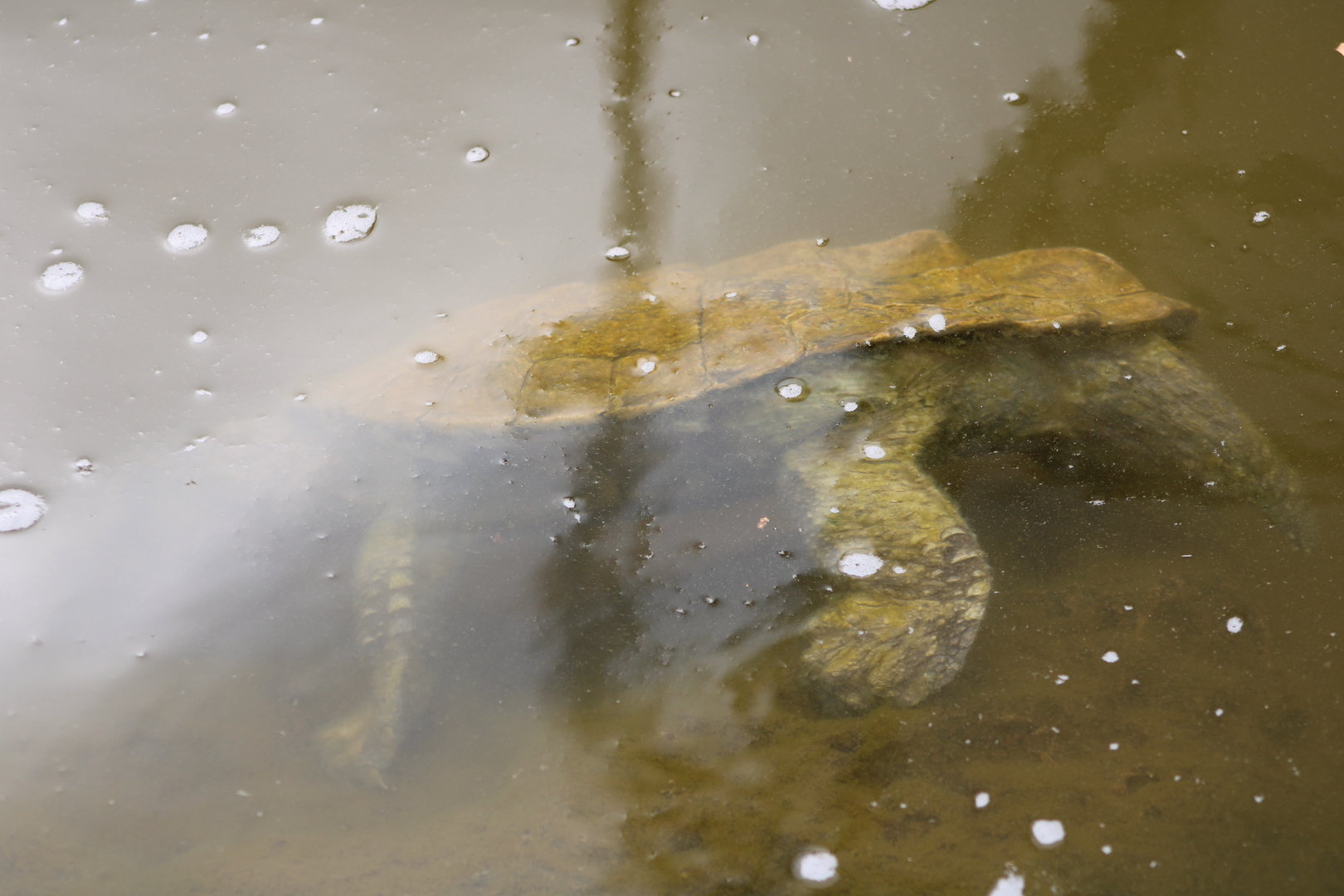 Mata-Mata (Chelus fimbriata)