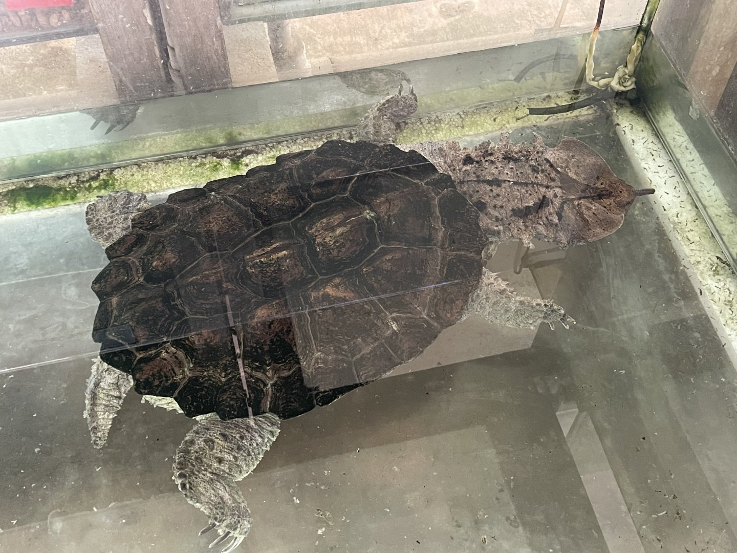 Mata Mata (Chelus fimbriata)