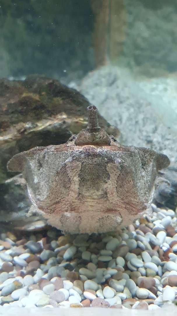 Mata-mata (Chelus fimbriata)