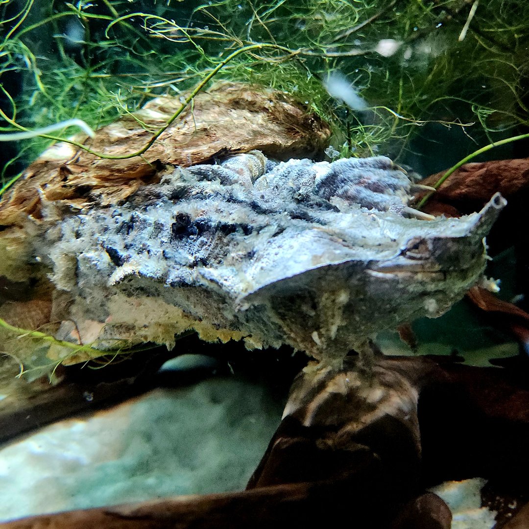 Mata-Mata (Chelus fimbriatus)