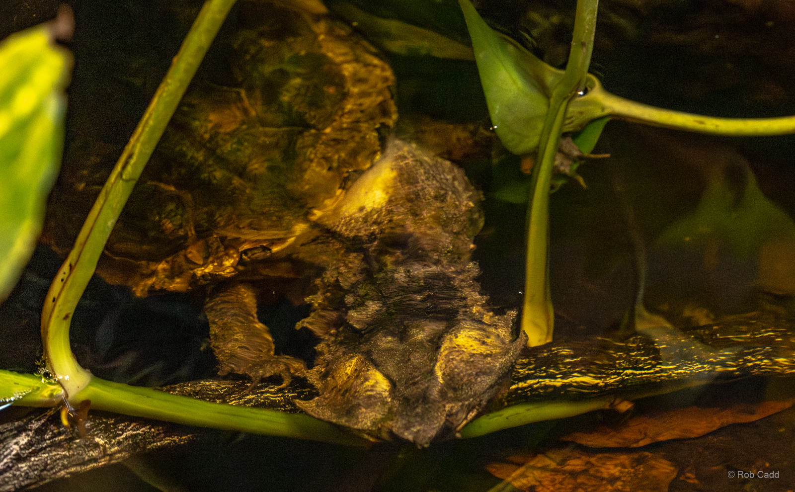 Mata mata : Crocodiles of the World : 07 Jun 2024