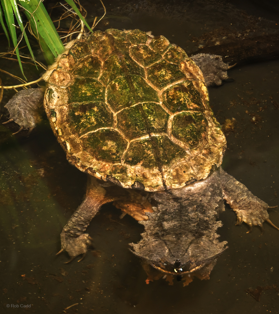 Mata mata : Crocodiles of the World : 31 Jan 2025