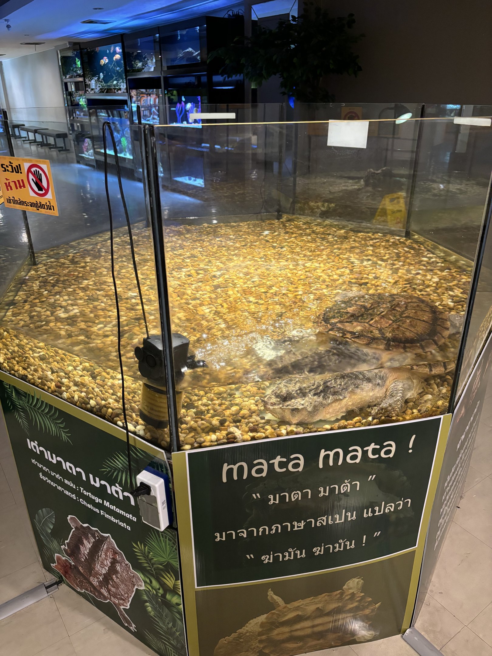 Mata Mata Exhibit