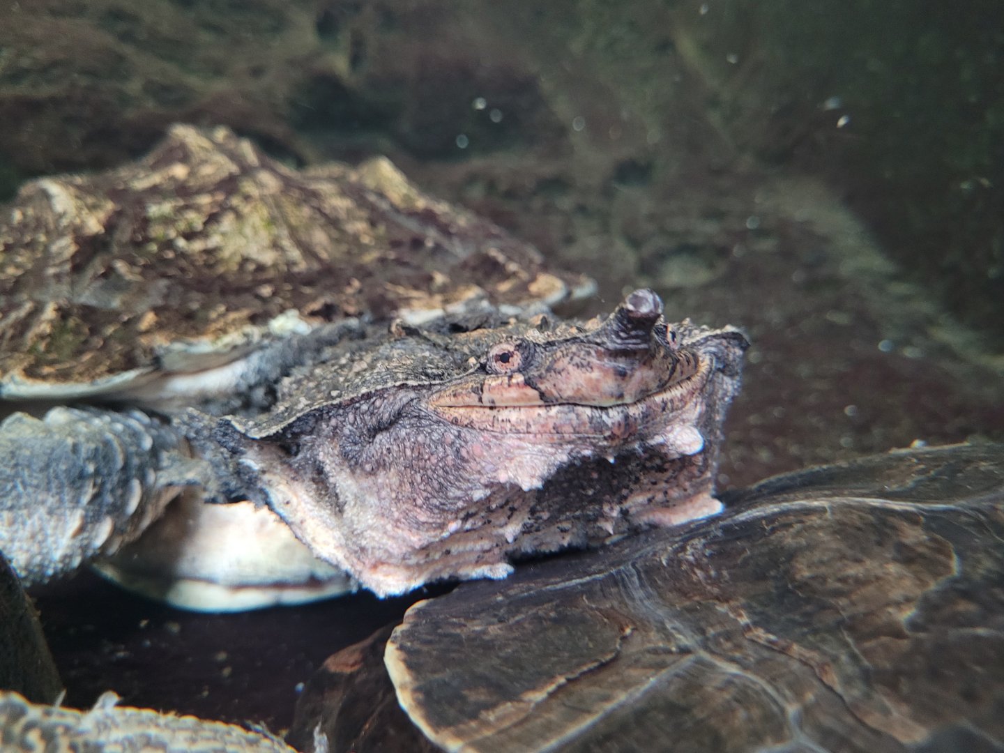 Mata mata -Parc Zoologique de Paris (2022)