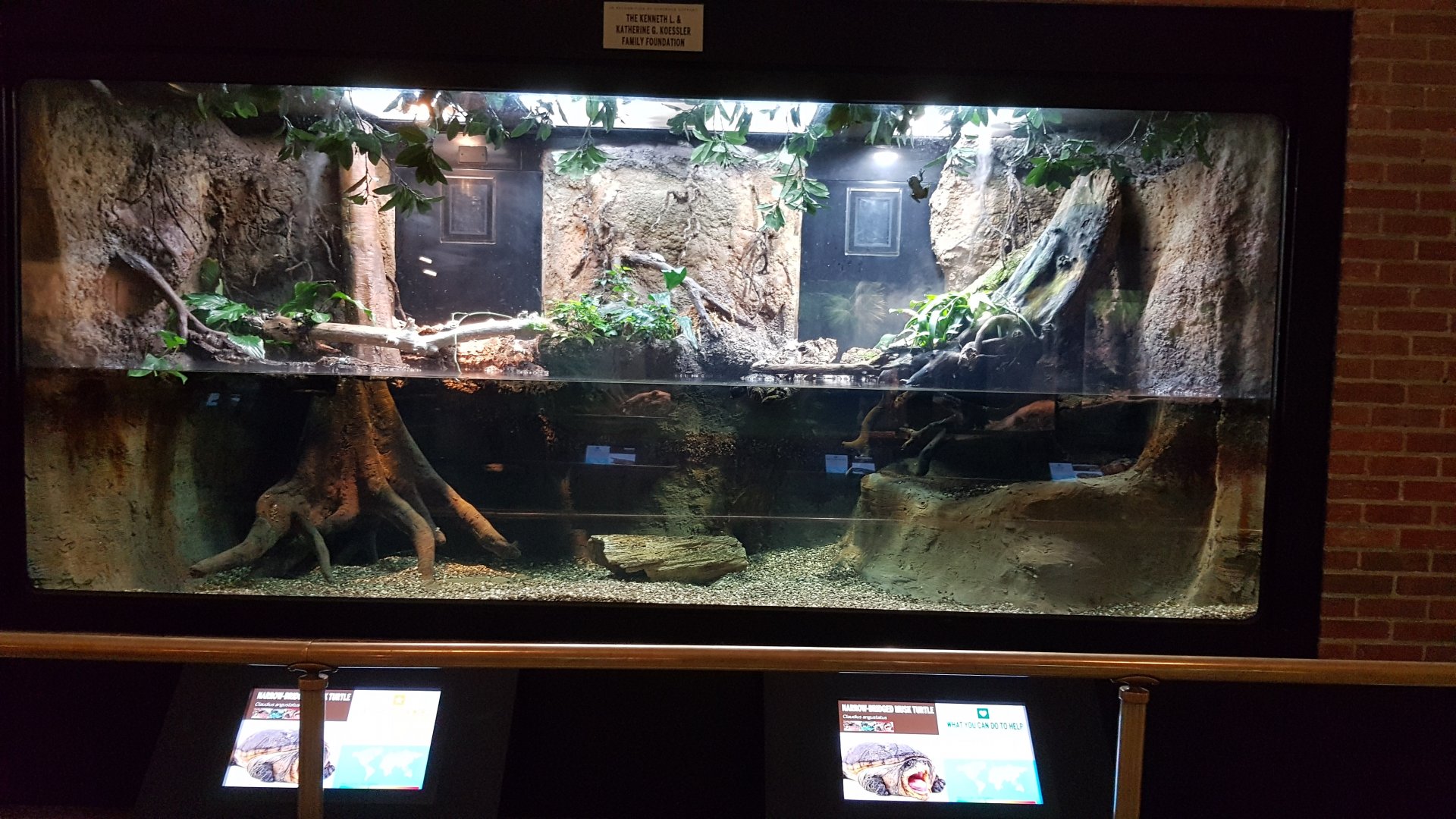 Mata mata turtle & Amazon milk frog & Narrow-bridged musk turtle