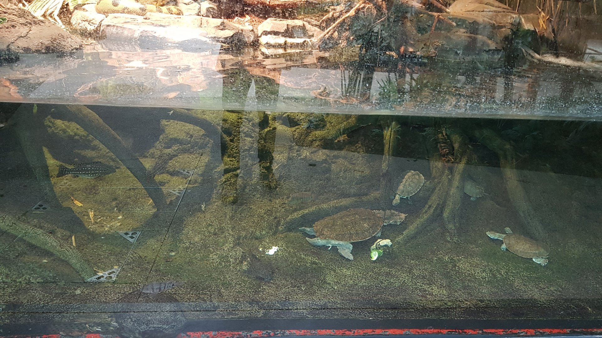 Mata mata turtle and Geoffroy's side-necked turtle