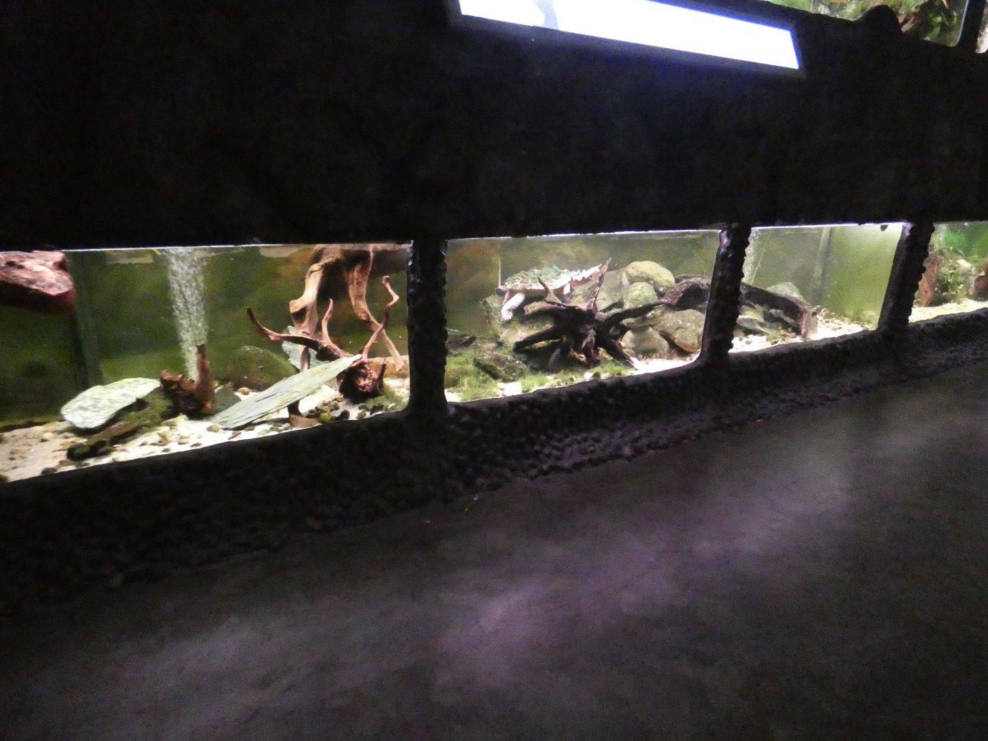 Mata-mata turtle tank