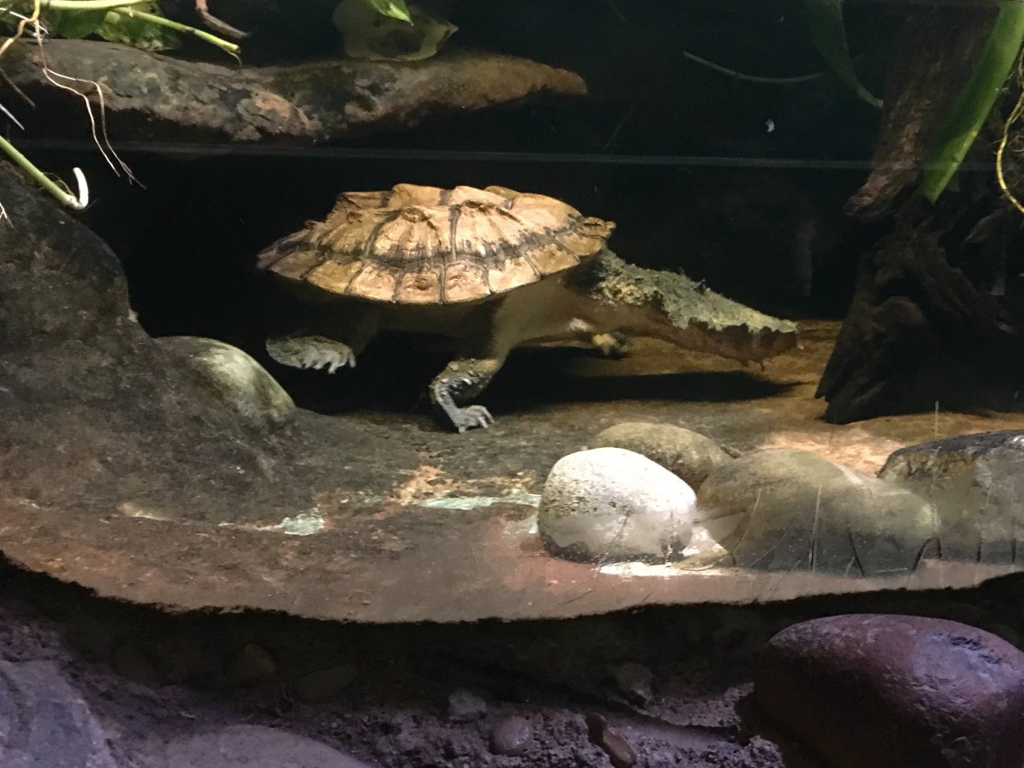 Mata Mata Turtle