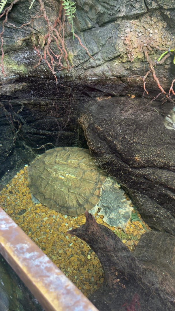 Mata Mata Turtle