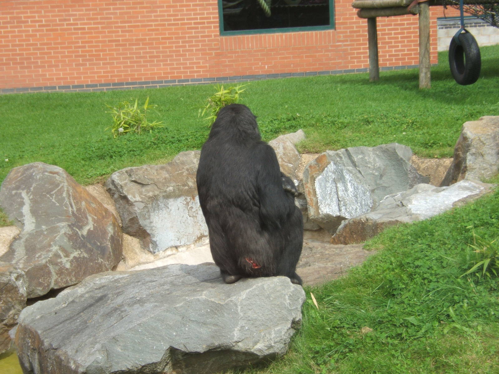 Matadi showing his wound