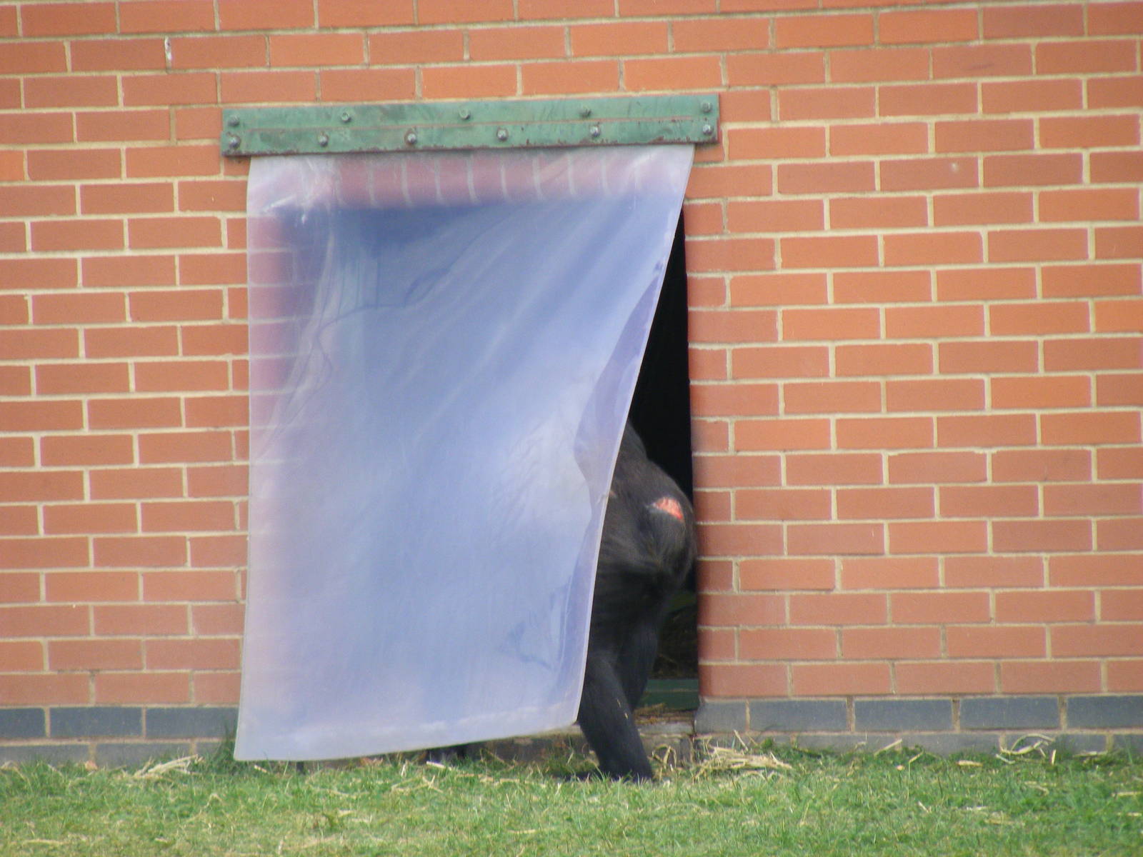 Matadi the gorilla at Twycross Zoo, 25 September 2009