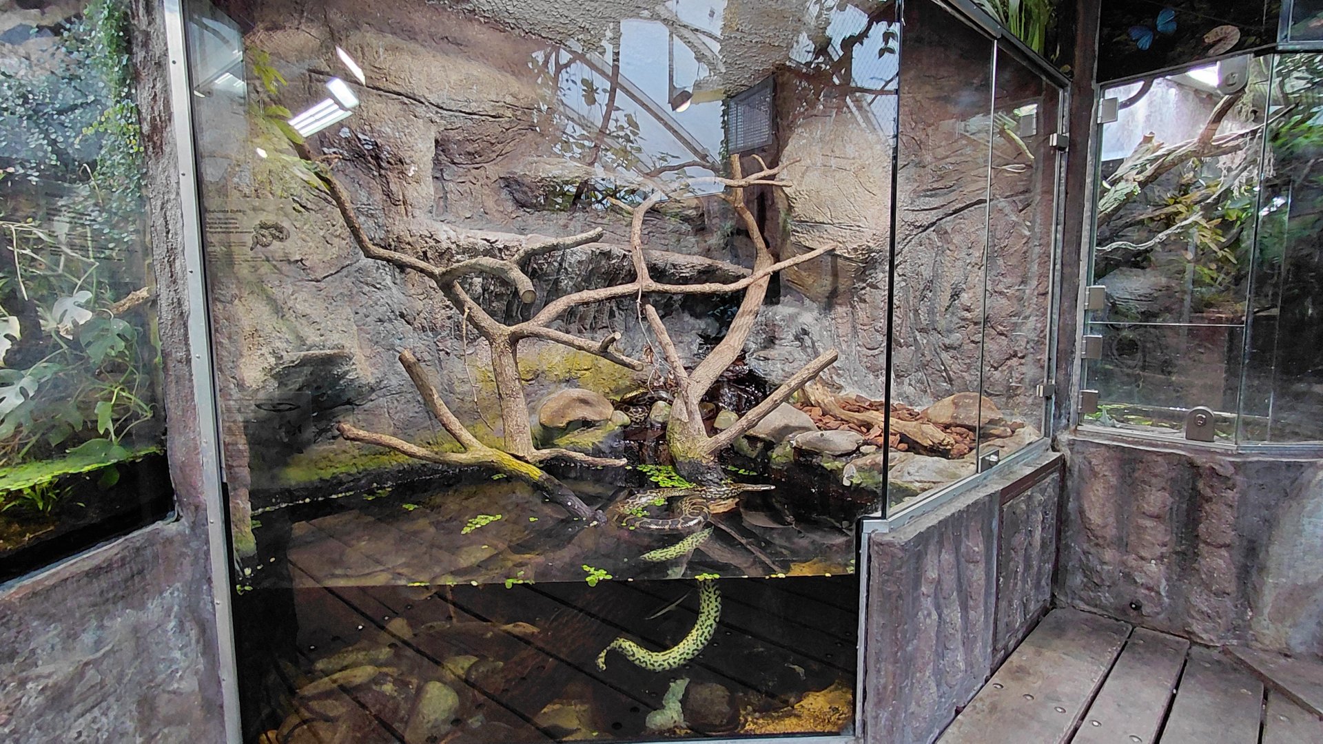 Matamata - anaconda+fish exhibit