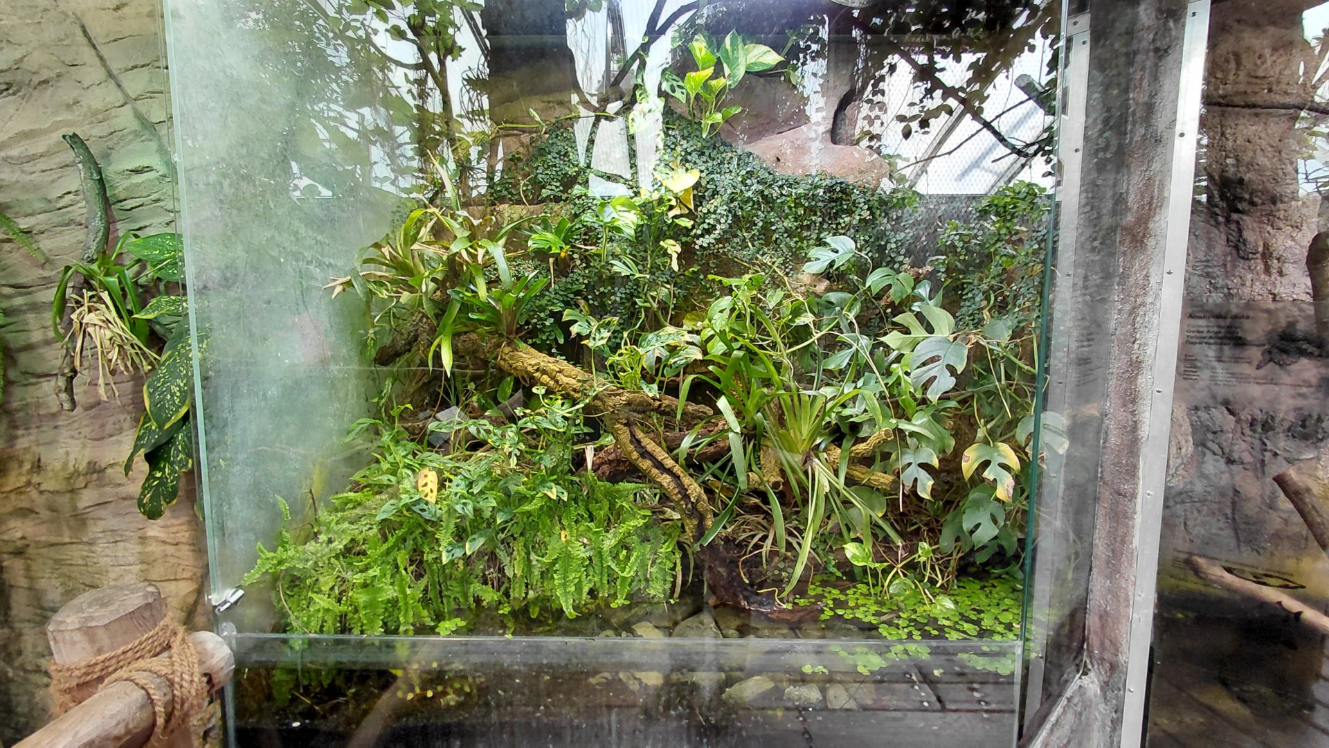 Matamata - Anole exhibit