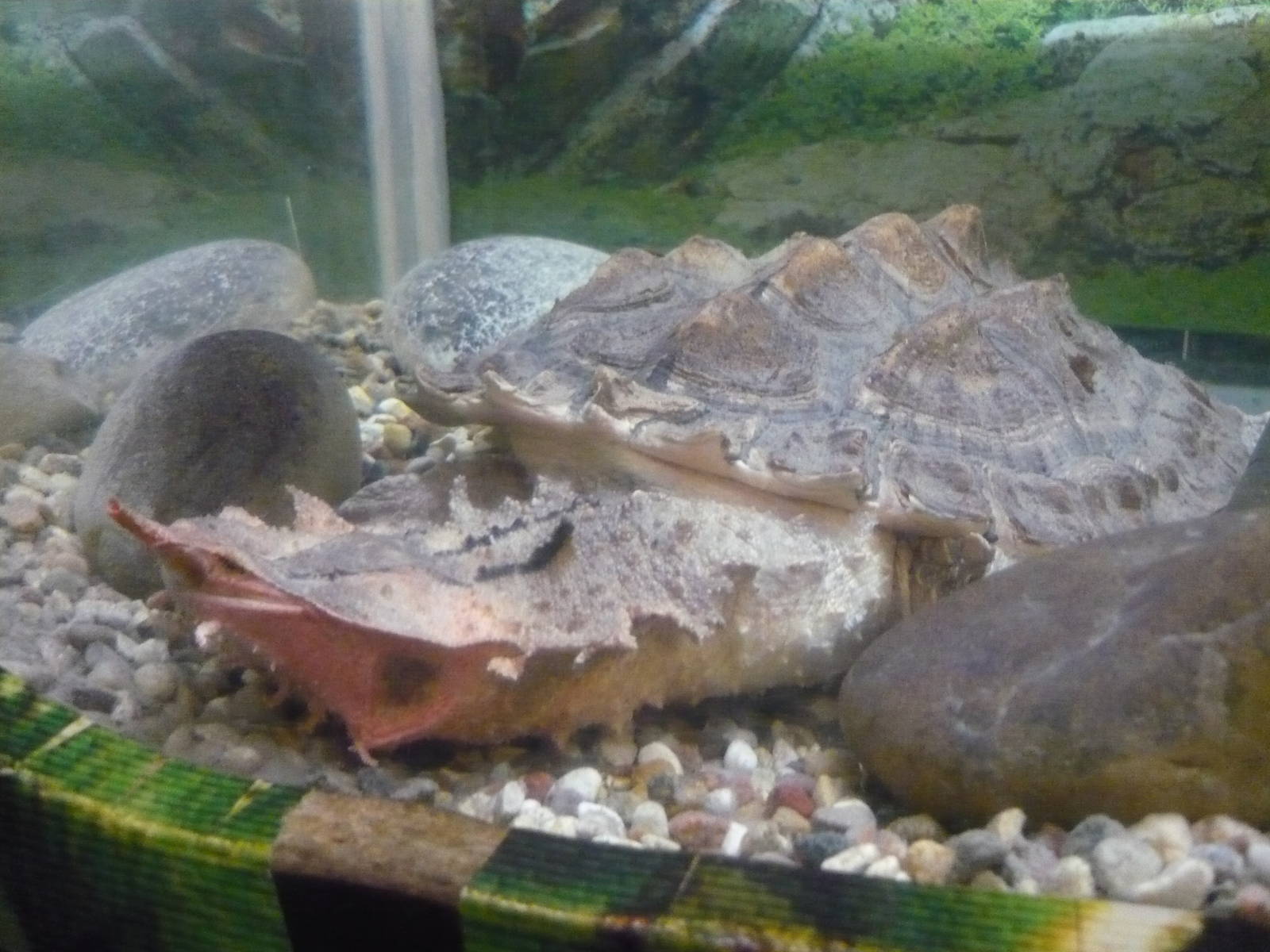 Matamata (Chelus fimbriata)