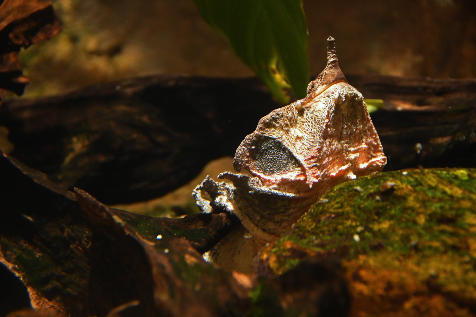 Matamata (Chelus fimbriata)