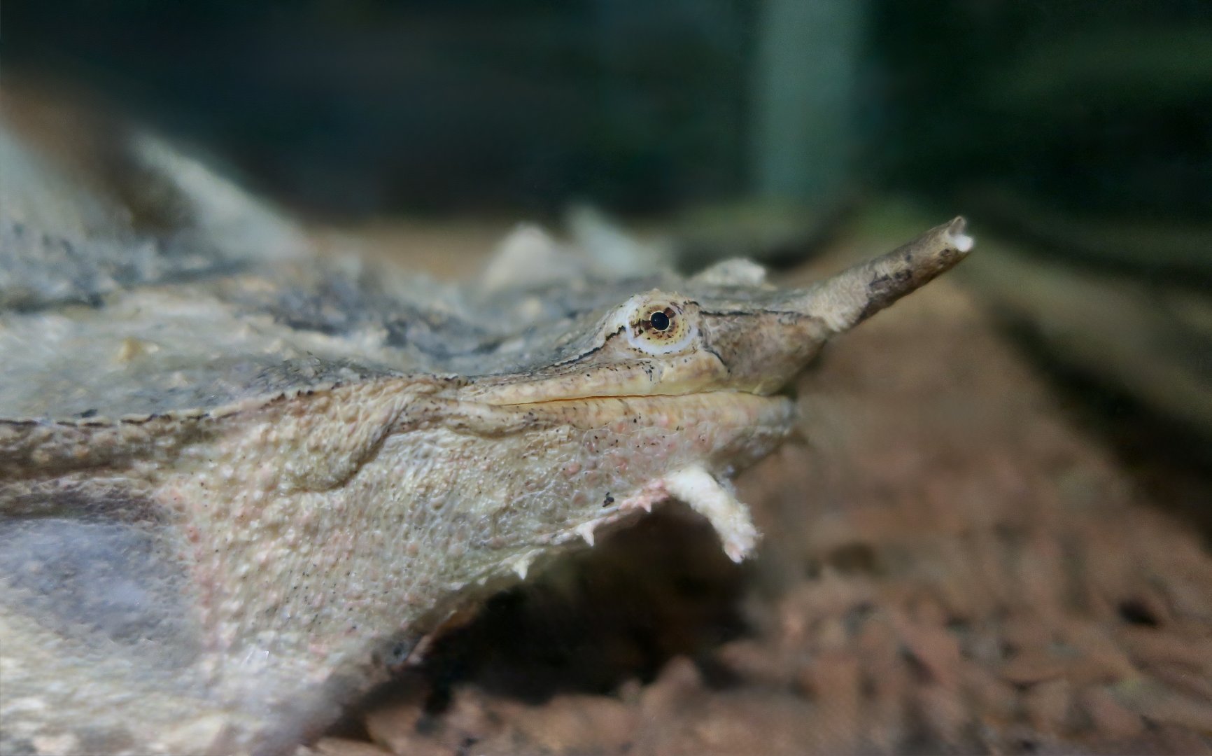 Matamata (Chelus sp.) - Taiwan Insectarium (台灣昆蟲館)