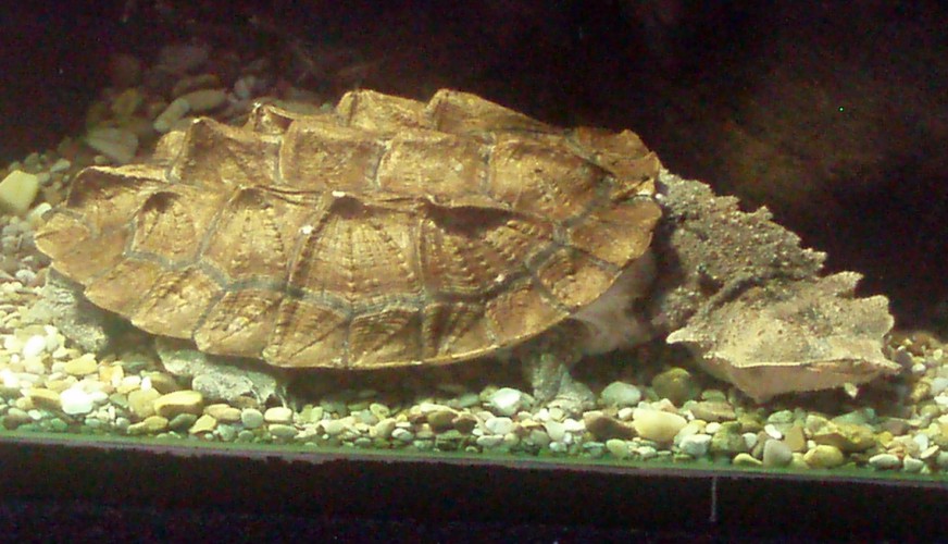 Matamata (Chelys fimbriata)