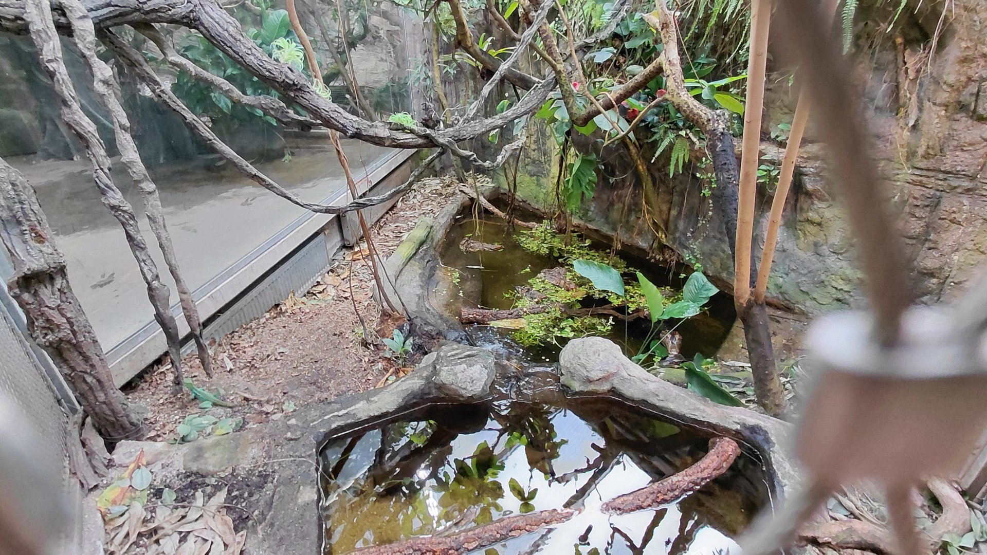 Matamata - Dwarf caiman exhibit