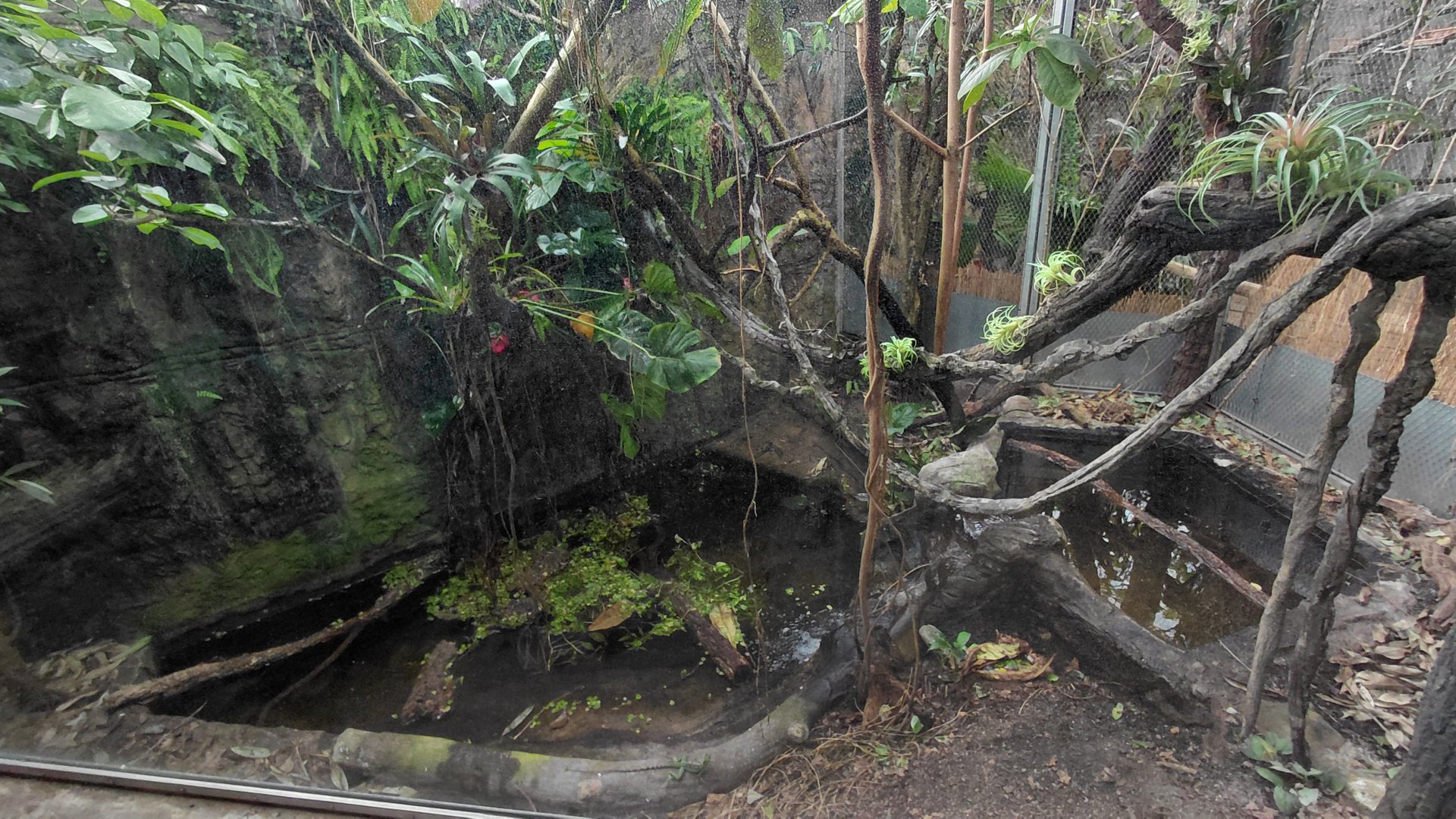 Matamata - Dwarf caiman exhibit