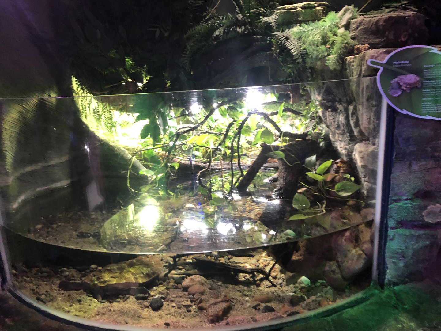 Matamata Enclosure at SEA LIFE Scarborough (September 2022)