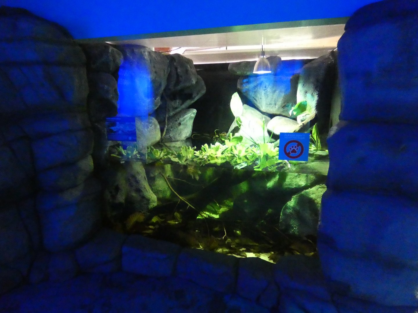Matamata enclosure in aquarium