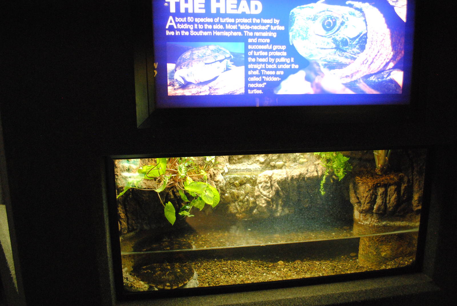 Matamata Exhibit (Main Gallery)